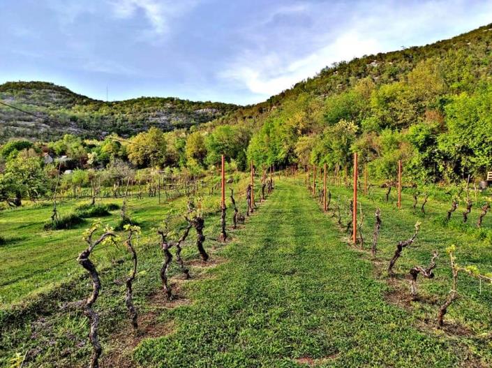 Image No.11-Ferme de 2 chambres à vendre à Cetinje