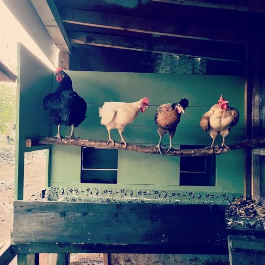 Image No.12-Ferme de 2 chambres à vendre à Cetinje