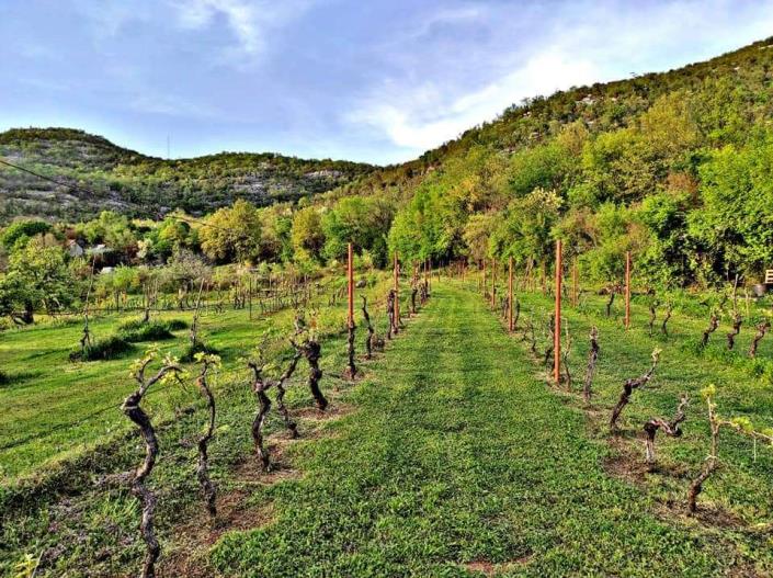 Image No.20-Ferme de 2 chambres à vendre à Cetinje