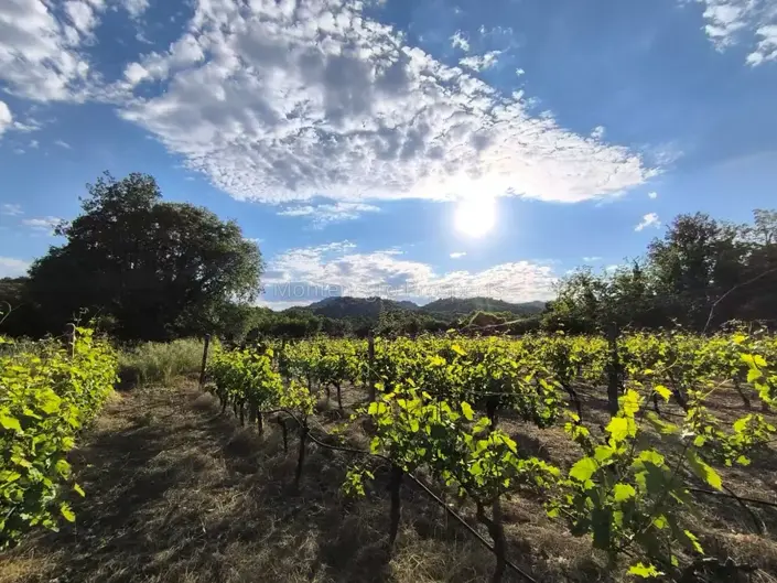 Image No.6-Vignoble à vendre à Rijeka Crnojevica