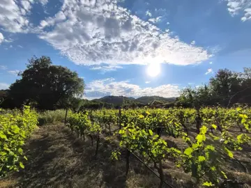 14187_vinograd_drusici_9-jpeg