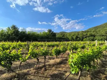 14187_vinograd_drusici_11-jpeg