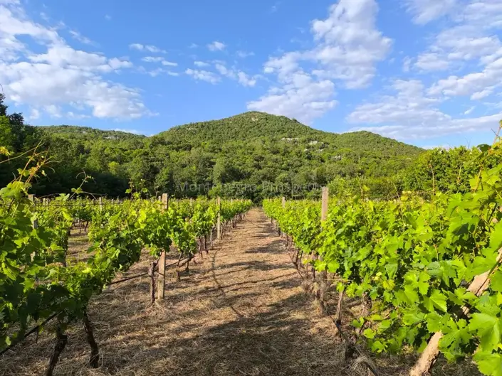 Image No.2-Vignoble à vendre à Rijeka Crnojevica