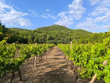 14187_vinograd_drusici_1-jpeg