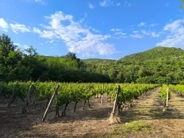 14187_vinograd_drusici_12-jpeg