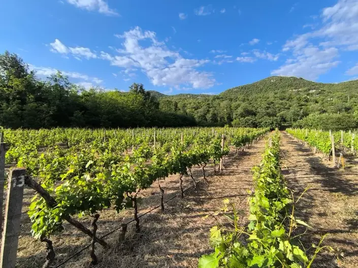 Image No.3-Vignoble à vendre à Rijeka Crnojevica