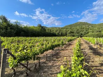 14187_vinograd_drusici_10-jpeg