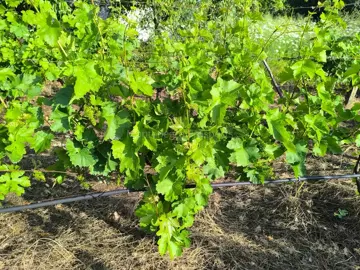 14187_vinograd_drusici_7-jpeg