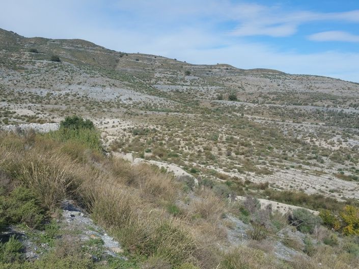 Image No.1-Terre à vendre à Lorca