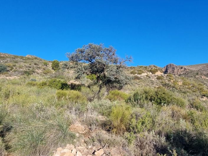 Image No.2-Terre à vendre à Bédar