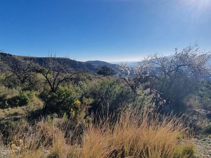 Image No.7-Terre à vendre à Bédar