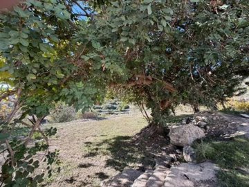 24645-cortijo-finca-for-sale-in-cariatiz-9969