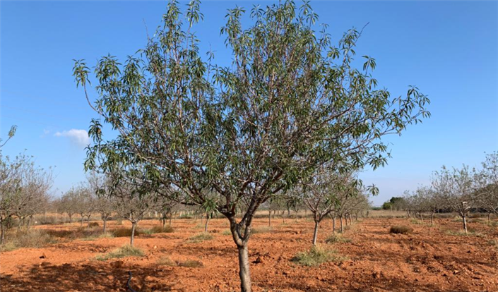 Image No.5-Finca à vendre à Murcie