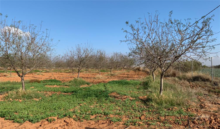 Image No.9-Finca à vendre à Murcie