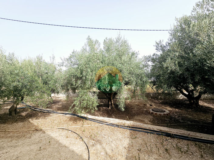 Image No.3-3 Bed Villa for sale