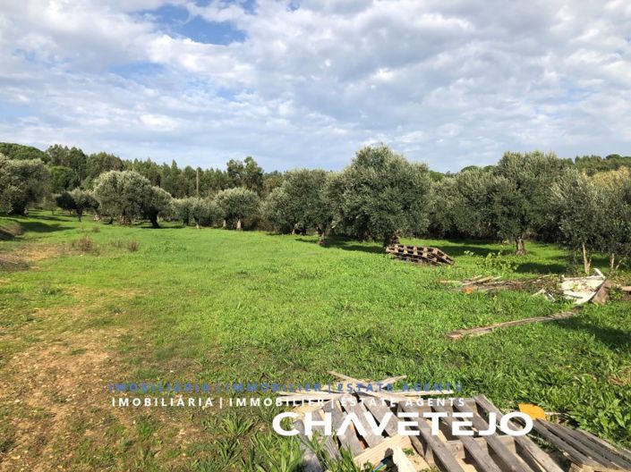 Image No.3-Terrain à vendre à Tomar
