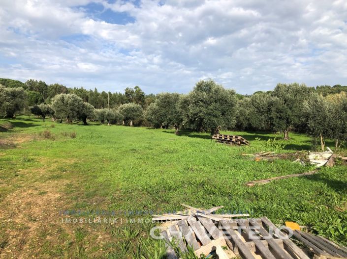 Image No.5-Terrain à vendre à Tomar