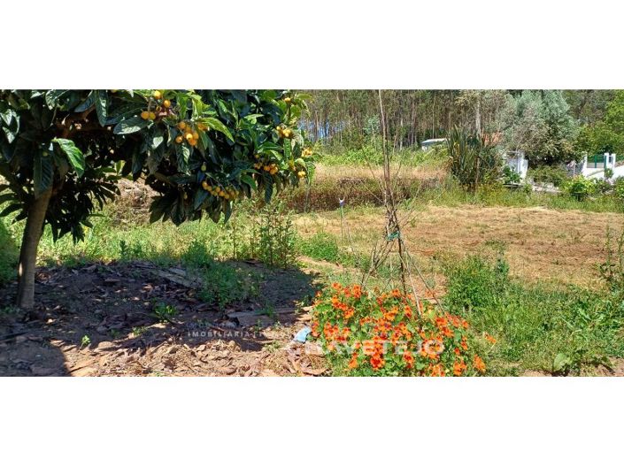 Image No.59-Ferme de 6 chambres à vendre à Ferreira do Zêzere