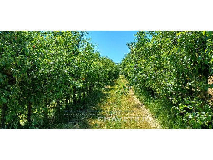 Image No.63-Ferme de 6 chambres à vendre à Ferreira do Zêzere