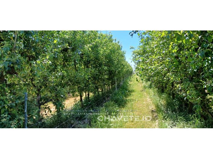 Image No.64-Ferme de 6 chambres à vendre à Ferreira do Zêzere