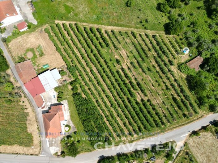 Image No.73-Ferme de 6 chambres à vendre à Ferreira do Zêzere