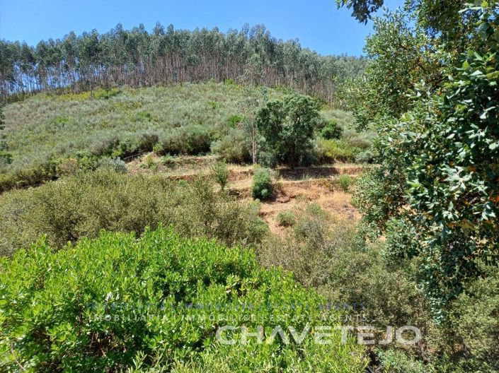 Image No.74-Ferme de 5 chambres à vendre à Figueiró dos Vinhos