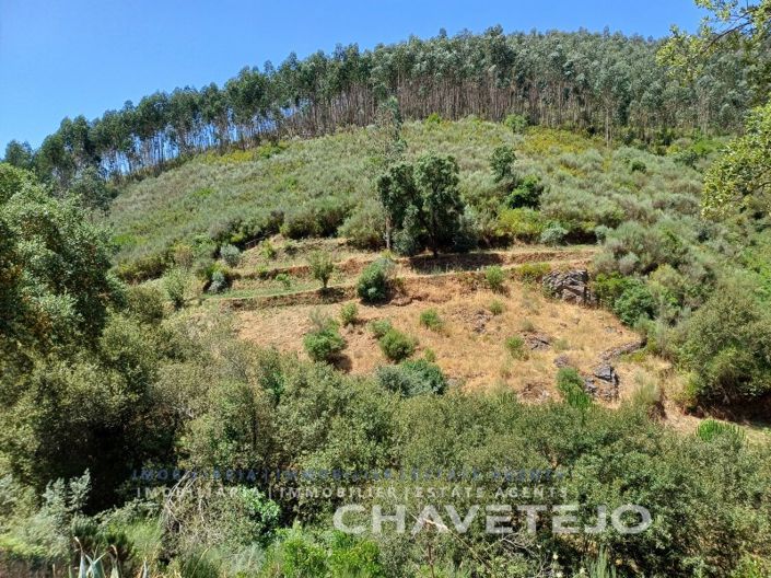 Image No.75-Ferme de 5 chambres à vendre à Figueiró dos Vinhos