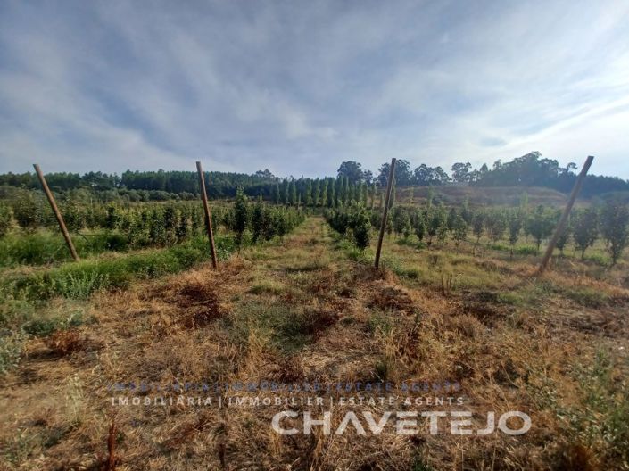 Image No.4-Farmhouse for sale