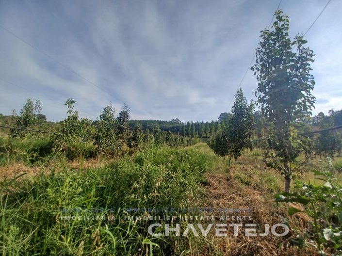 Image No.6-Farmhouse for sale