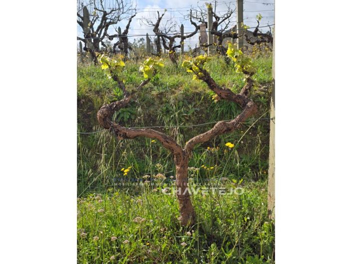 Image No.5-Maison de 3 chambres à vendre à Alvaiázere