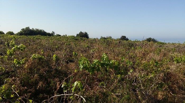 Image No.4-Terre à vendre à Coral Bay