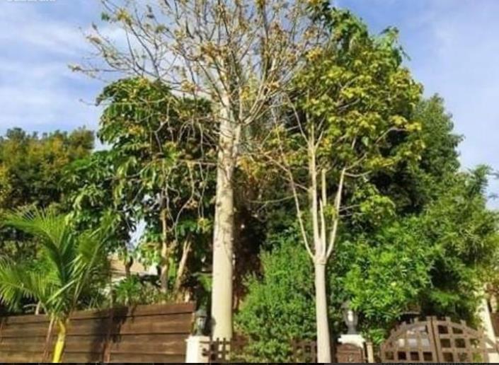 Image No.14-Villa / Détaché de 5 chambres à vendre à Parekklisia