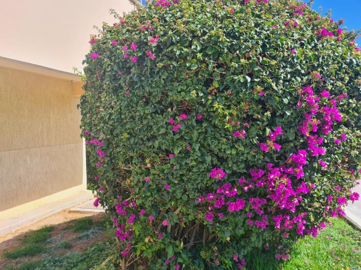 Image No.22-Appartement de 2 chambres à vendre à Mouttagiaka