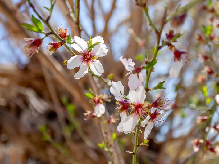 Image No.25-Villa de 3 chambres à vendre à Lysos