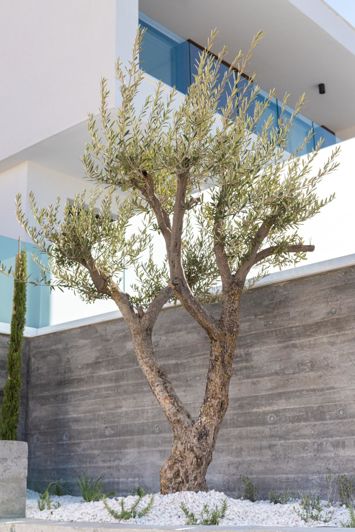 Image No.26-Villa de 3 chambres à vendre à Paphos