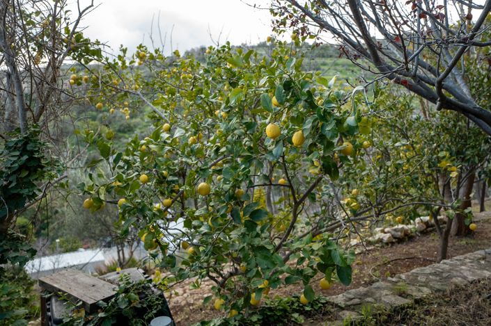 Image No.29-Propriété de 7 chambres à vendre à Paphos
