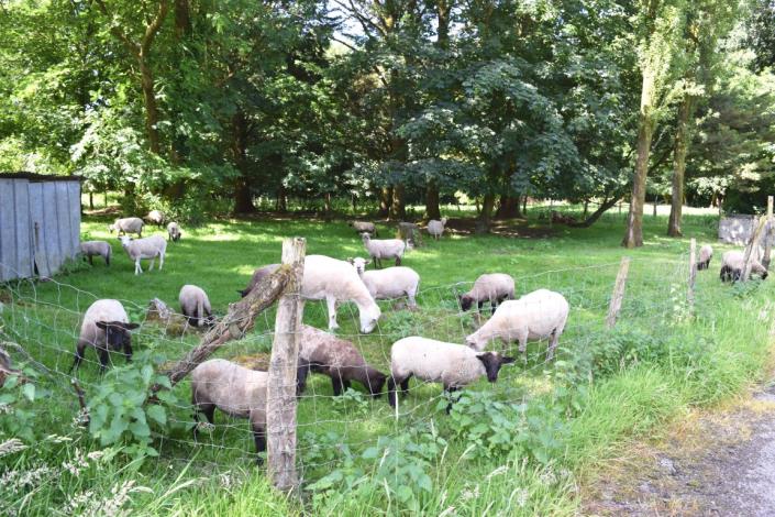 Image No.29-Maison de 5 chambres à vendre à Collorec