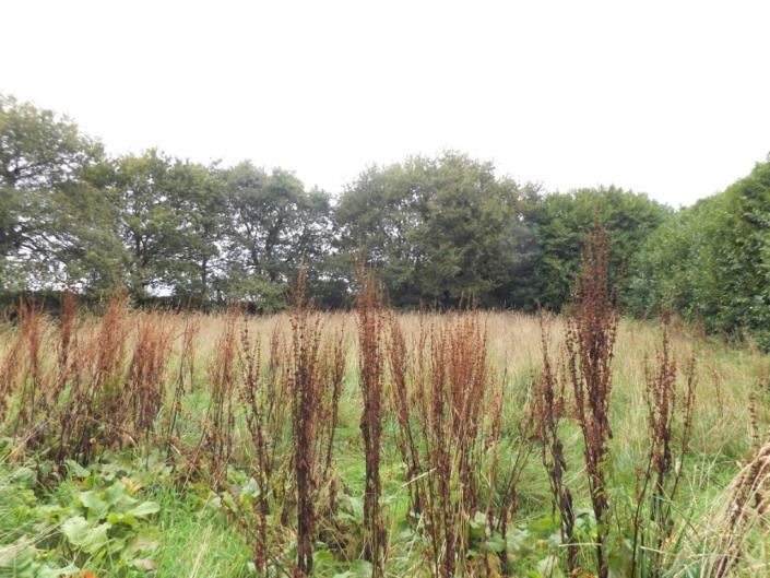 Image No.19-Maison à vendre à Maël-Pestivien