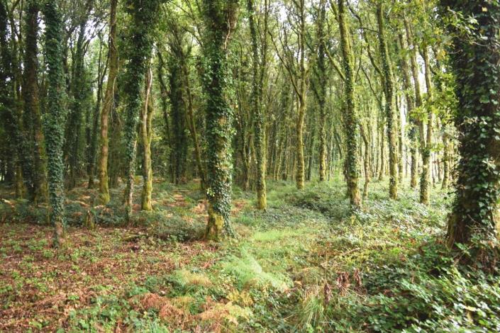 Image No.46-Maison de 10 chambres à vendre à Kernascléden