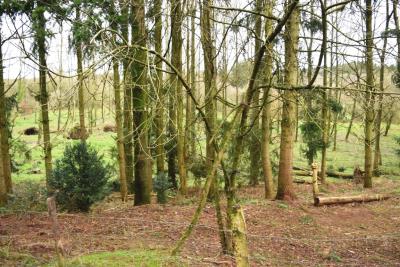 DSC_2054-BOIS