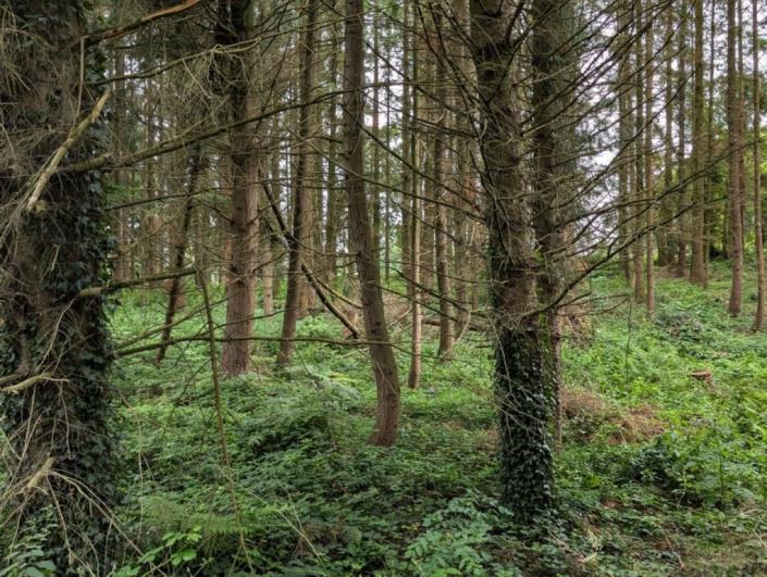 Image No.26-Maison de 5 chambres à vendre à Saint-Connan