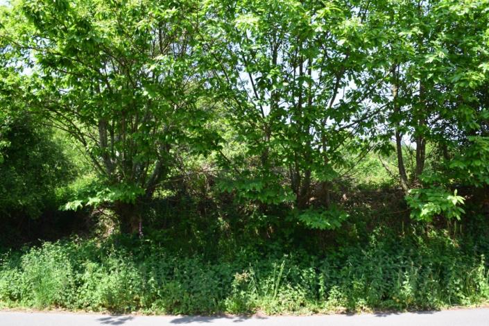 Image No.2-Land for sale