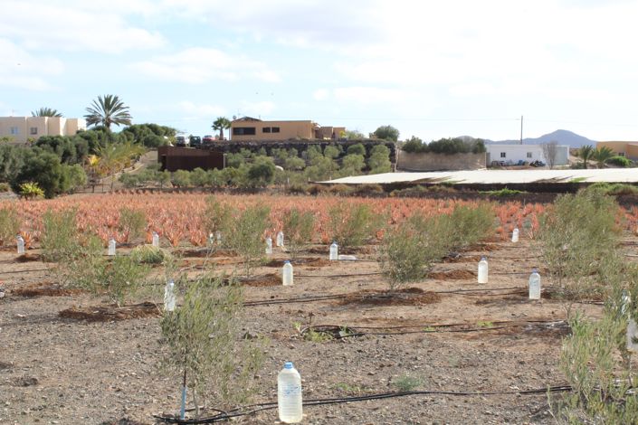 Image No.19-4 Bed Finca for sale