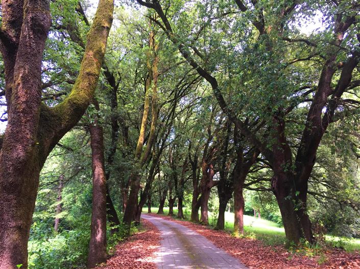 Image No.5-Villa de 15 chambres à vendre à Fivizzano