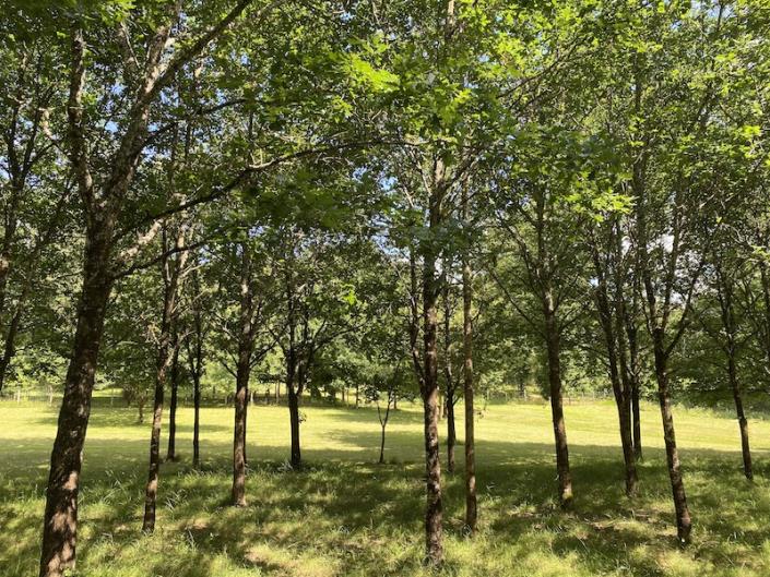 Image No.12-Bungalow de 3 chambres à vendre à Le Fouilloux