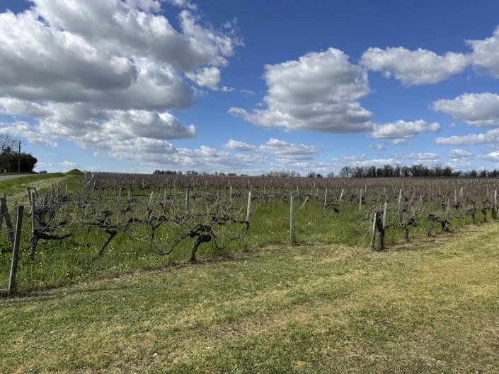 Image No.2-Vignoble de 4 chambres à vendre à Fronsac