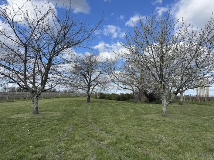 Image No.12-Vignoble de 4 chambres à vendre à Fronsac