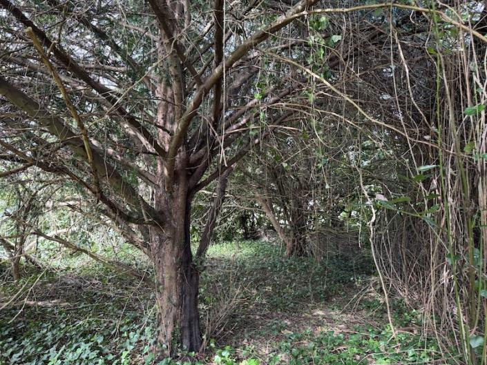 Image No.3-Grange à vendre à Montguyon