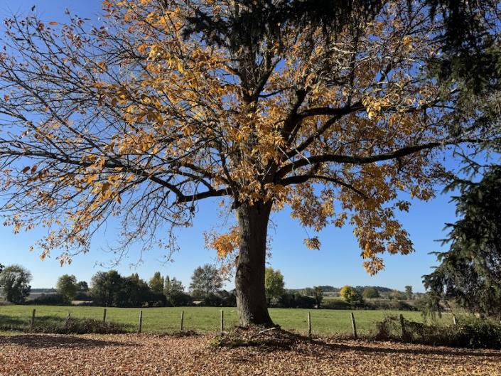 Image No.9-4 Bed Country House for sale