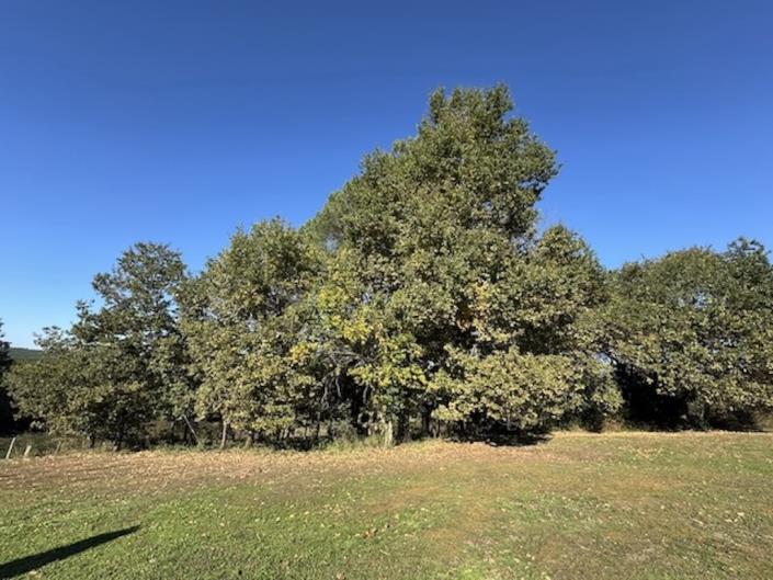 Image No.10-3 Bed Country House for sale